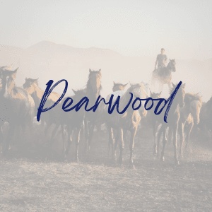 Texan Title Pearland